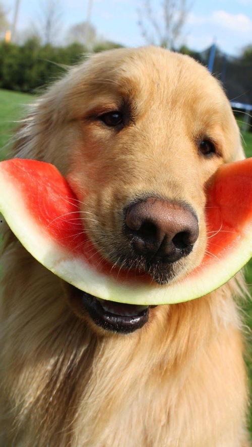 娱乐吃瓜酱狗,揭秘娱乐圈背后的趣味故事